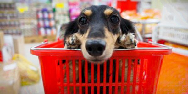 Пандемия коронавируса вызвала бум в бизнесе по производству продукции для домашних животных