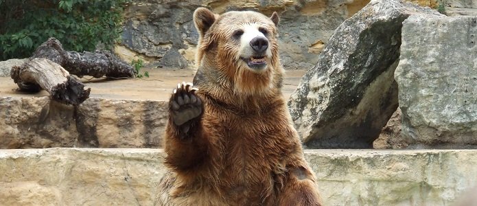 Все на продажу: инвестбанки предрекают «медвежий» год