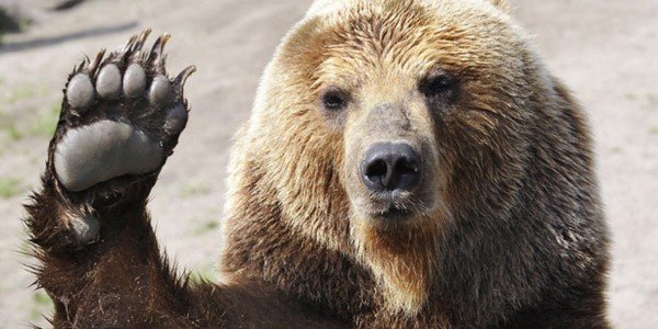 Американский премаркет: реквием по медведям