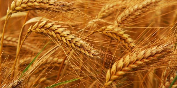 Московская биржа запустила торги свопами на зерно
