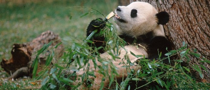 В поисках «большой панды»: как вложиться в китайские материковые бонды