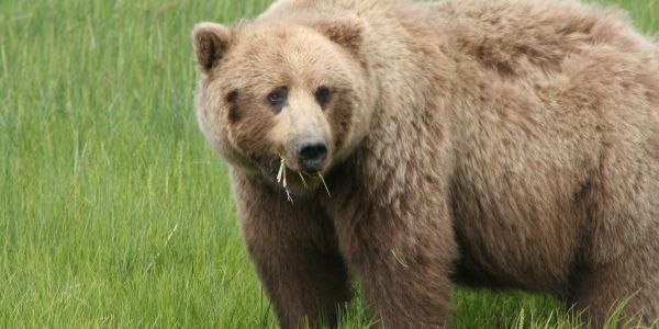 Американский премаркет: медведи пока наелись Brexit&#39;ом