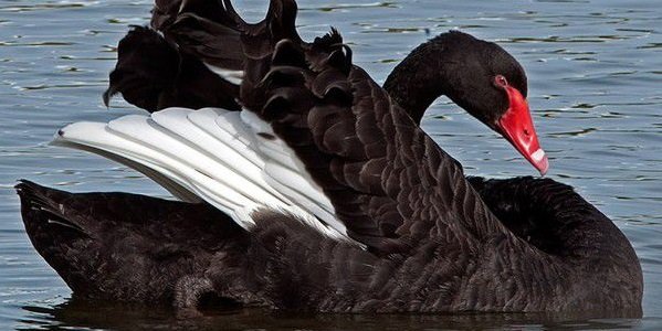 Какие акции пострадали от «черного лебедя»