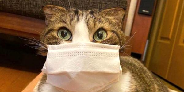 Первая в мире вакцина против коронавируса для животных, перестрелка с полицейскими в Мытищах – дайджест Fomag.ru