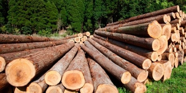 СПбМТСБ подписала соглашение по развитию биржевой торговли лесом