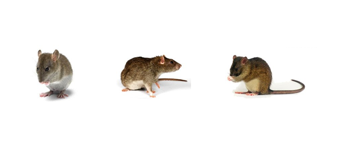 Крысиные торги: могут ли заработать трейдеры-грызуны