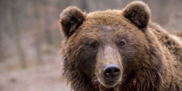 Медведи готовятся к захвату рынка – американский премаркет