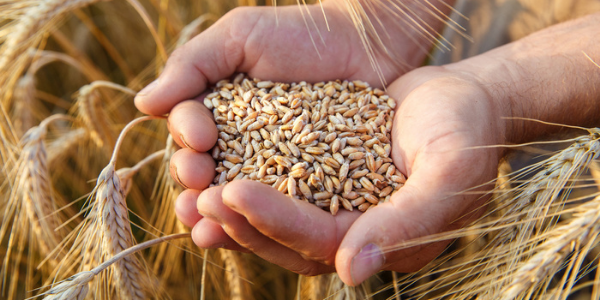 Украина продолжает искать пути вывоза зерна и растительных масел из страны