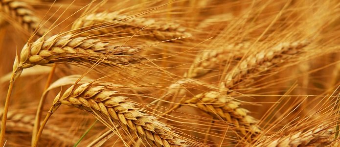 Экспорт российской пшеницы упал на 25%