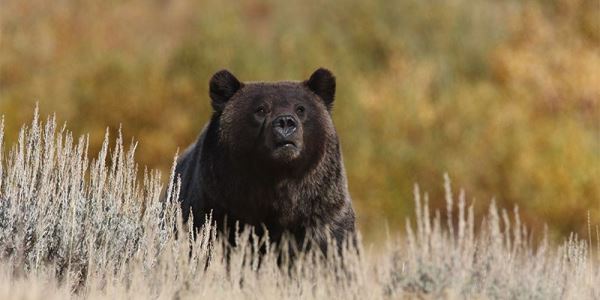 Добыча медведей – о каких глобальных компаниях идет речь