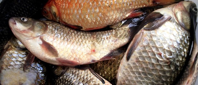 В России могут ограничить госзакупки импортной рыбы