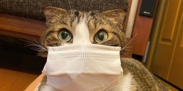 Может ли мой кот заразиться коронавирусом? А стоит ли собаке носить защитную маску?