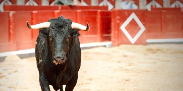 Нефть испортила быкам весь праздник