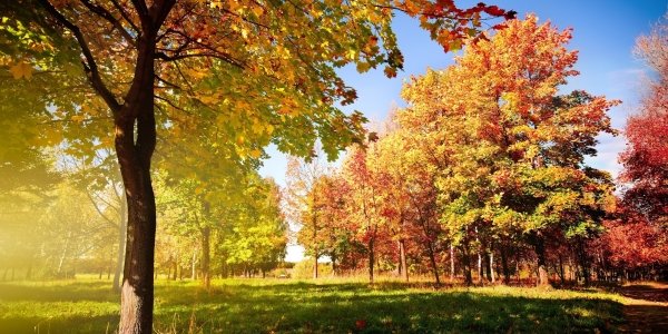 Бабье лето пришло на американский рынок