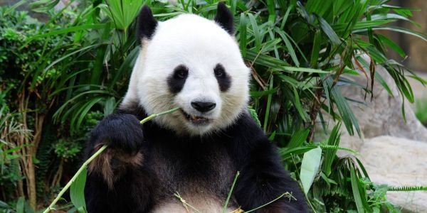 Российские панда-бонды перенесли на 2017 год