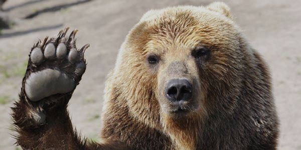 Нефть перешла под власть медведей